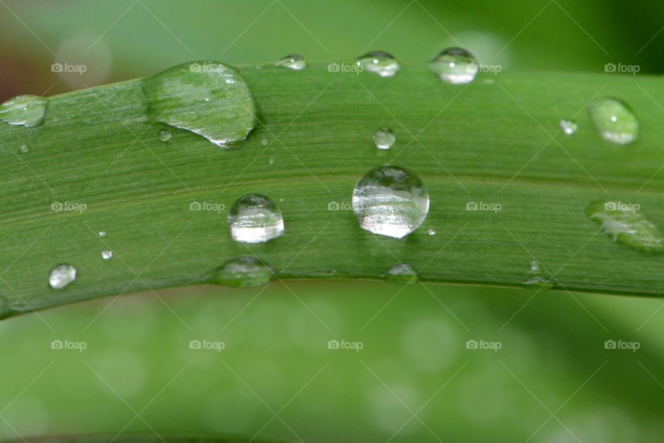 raindrops on grass blades