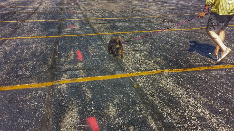 Dog and Asphalt