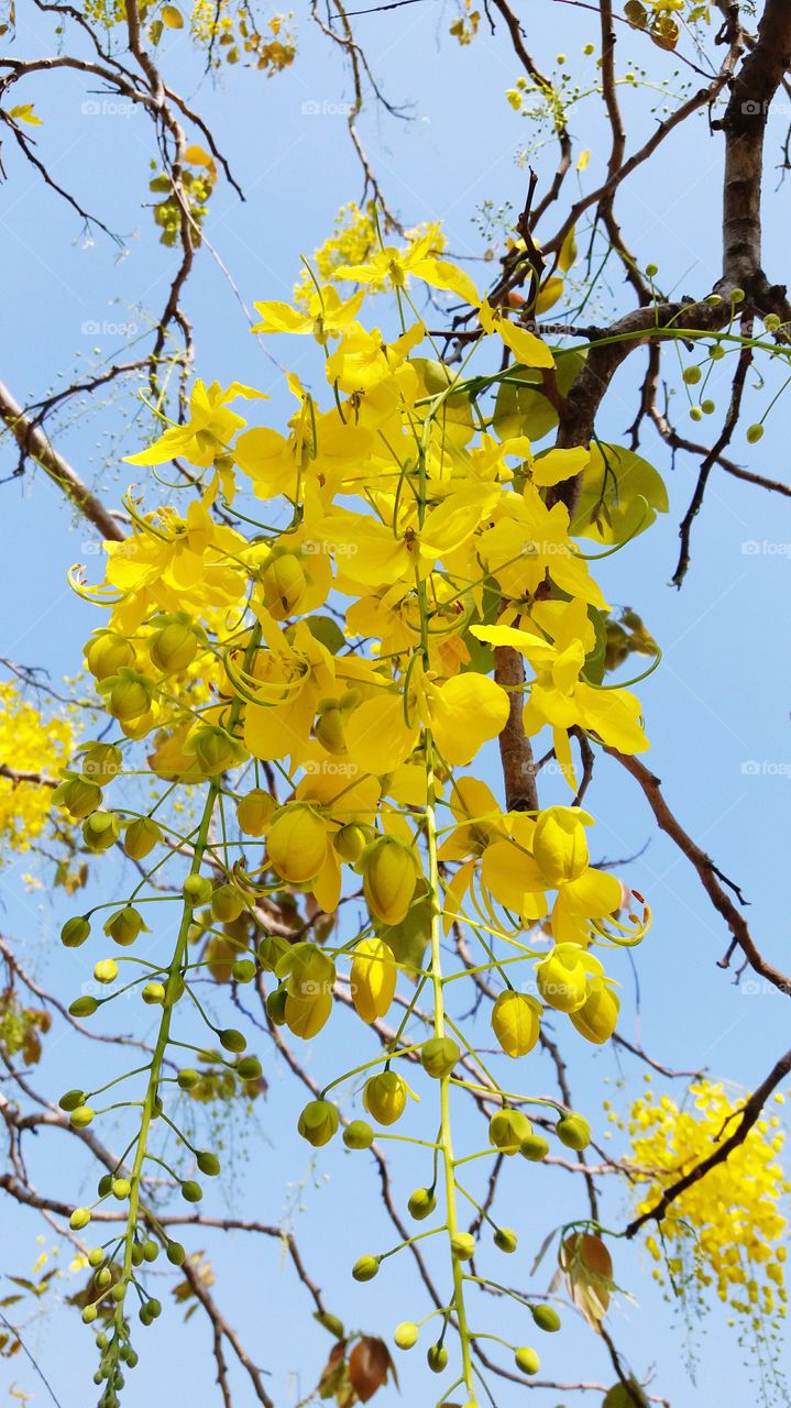 Yellow flower