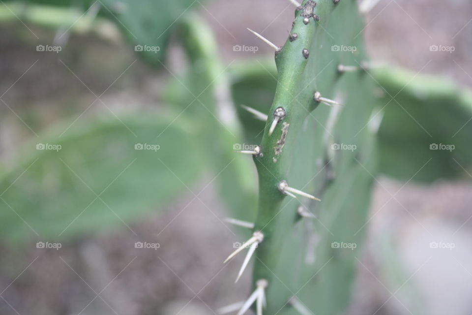 Spikes on a cactus