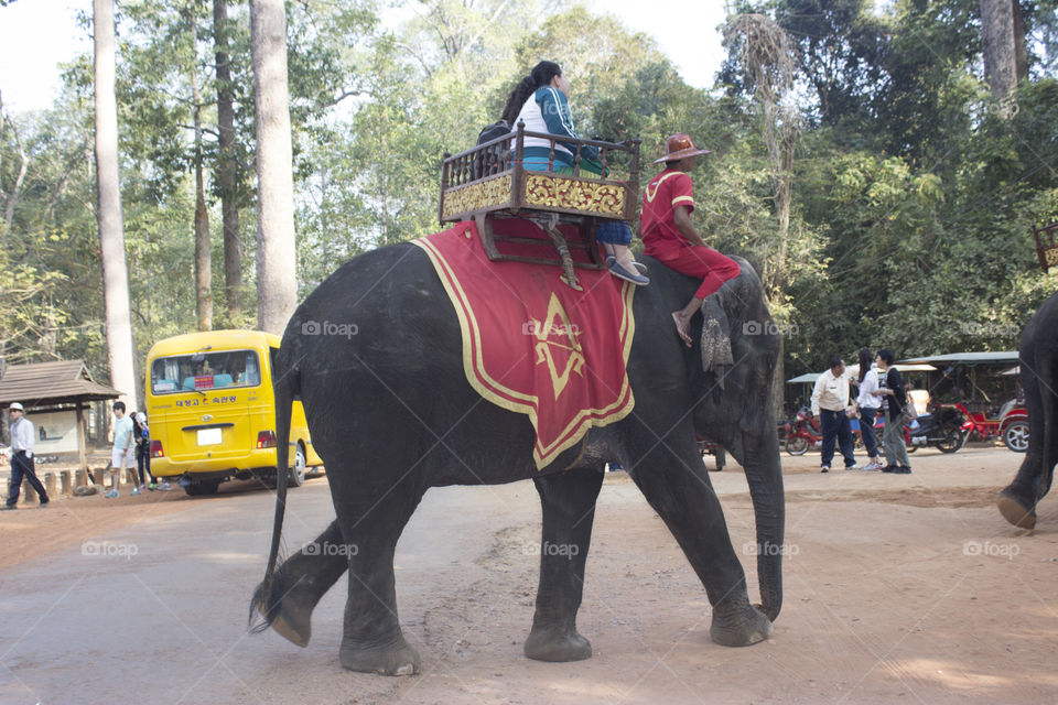 People, Festival, Road, Man, Elephant