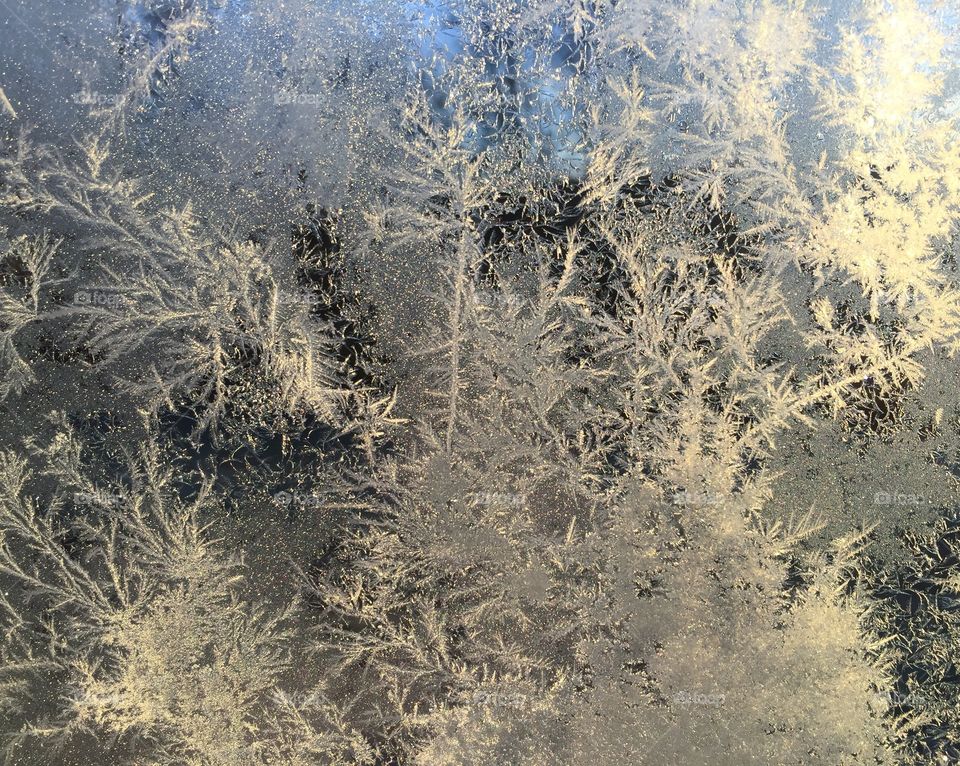 Frozen tree In snow weather