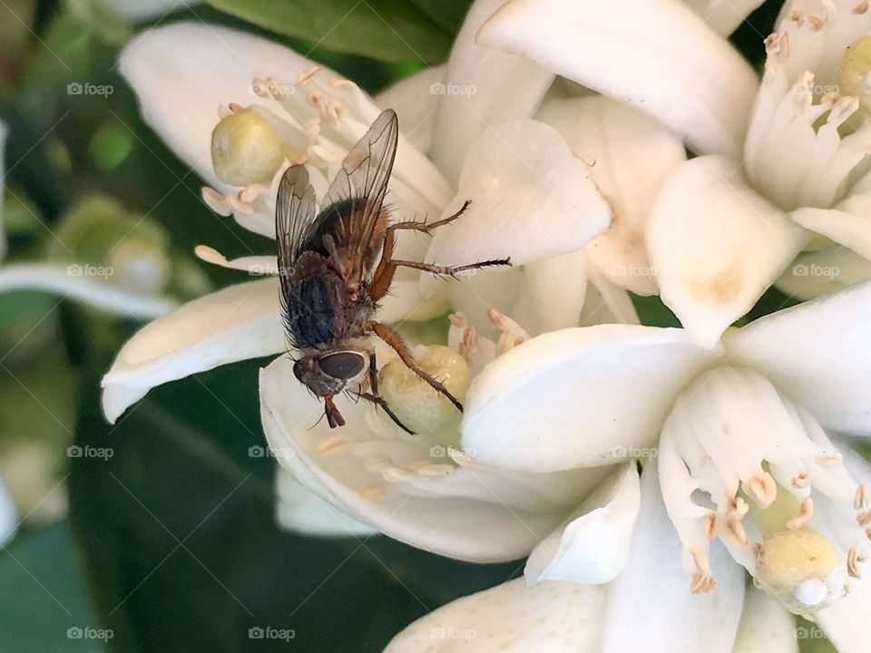 Macro close up shot bush or blow fly resting atop an orange blossom with detail of its bristles, wings, compound eyes and thorax 