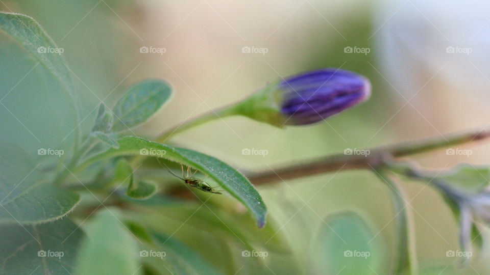 Beauty and the beast. Spring brings new life in more than one way. Flowers start to bud and bloom. Bugs hatch and start to flourish again. After the decay that winter brings new life is always welcome. 