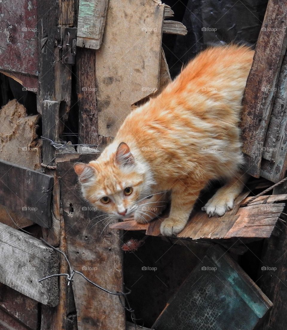 Red kitten