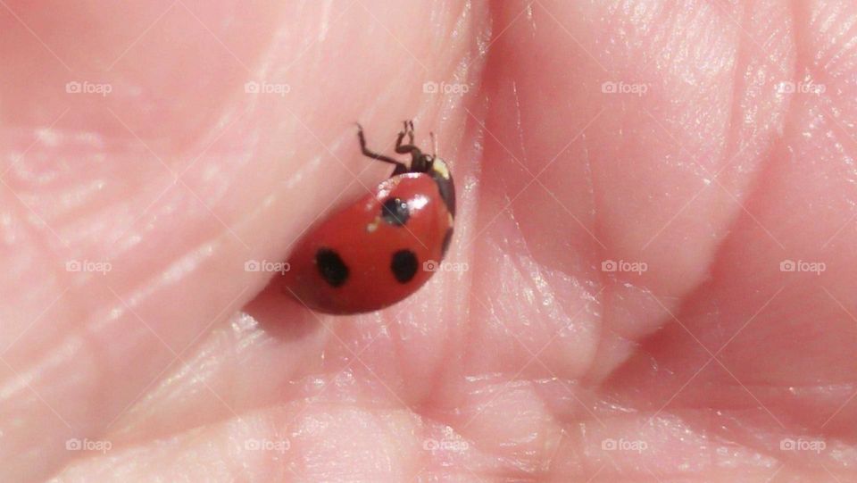 a red coccinelle