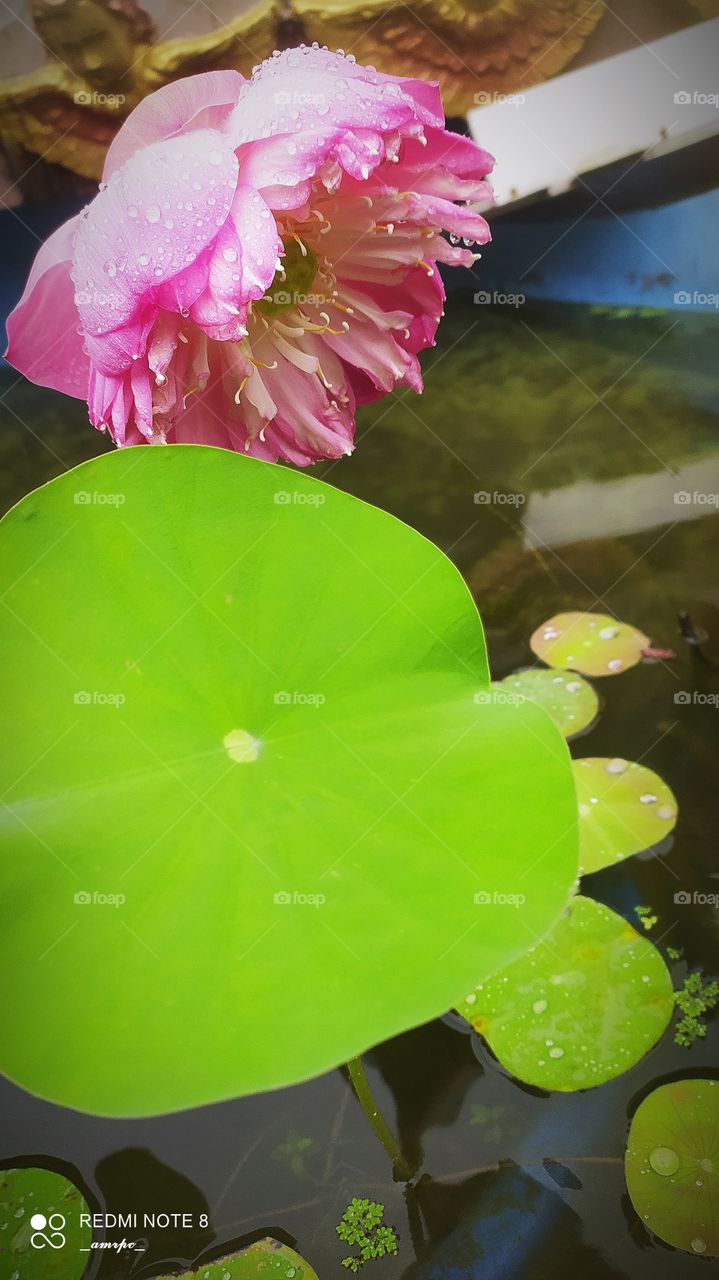 Another awestrucking lotus flower with over hundred petals- a scene from our garden. Look how nature has beautifully arranged the petals and the hues provided to it. Hats off!✨