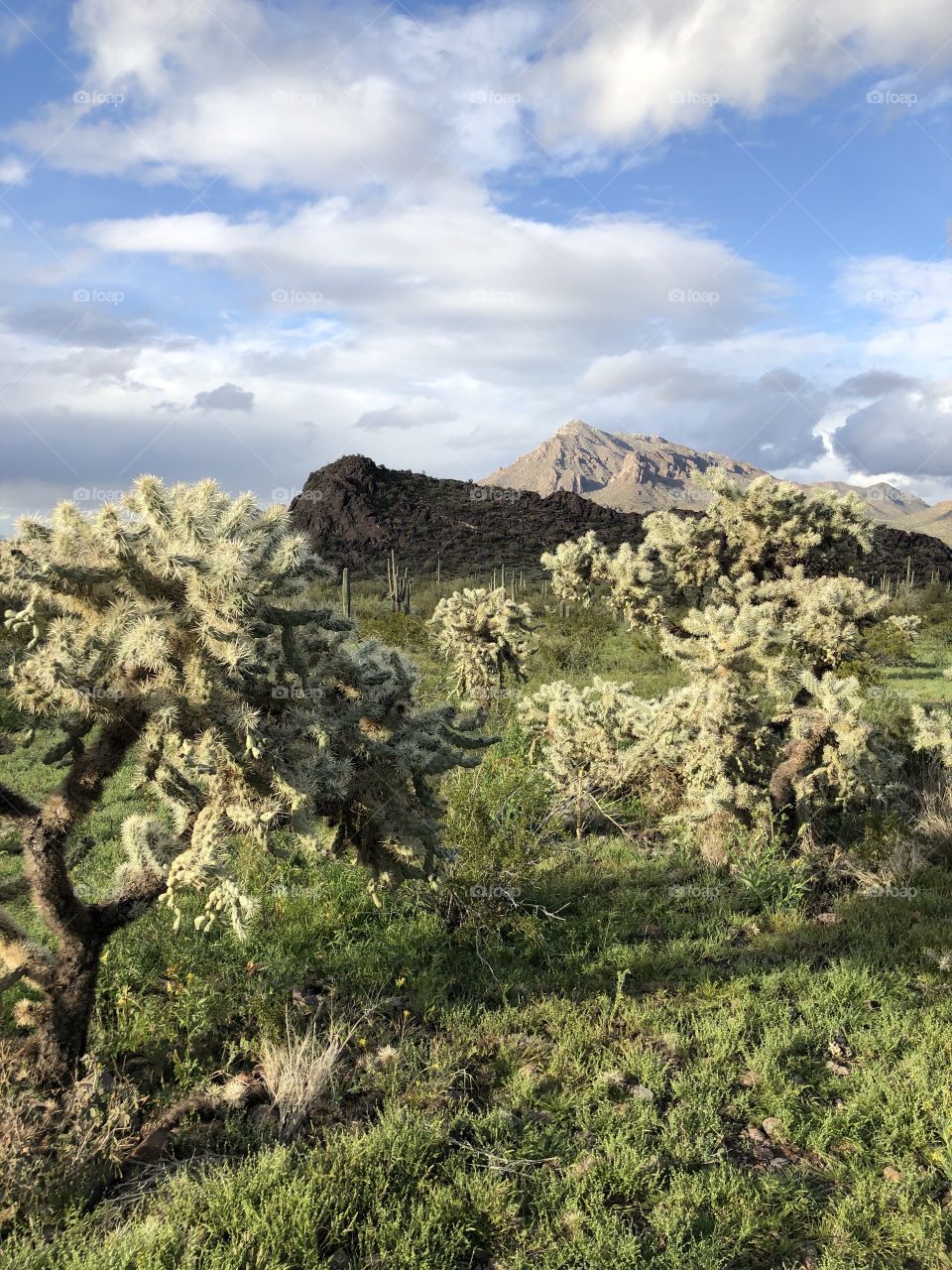 Cholla Cactus