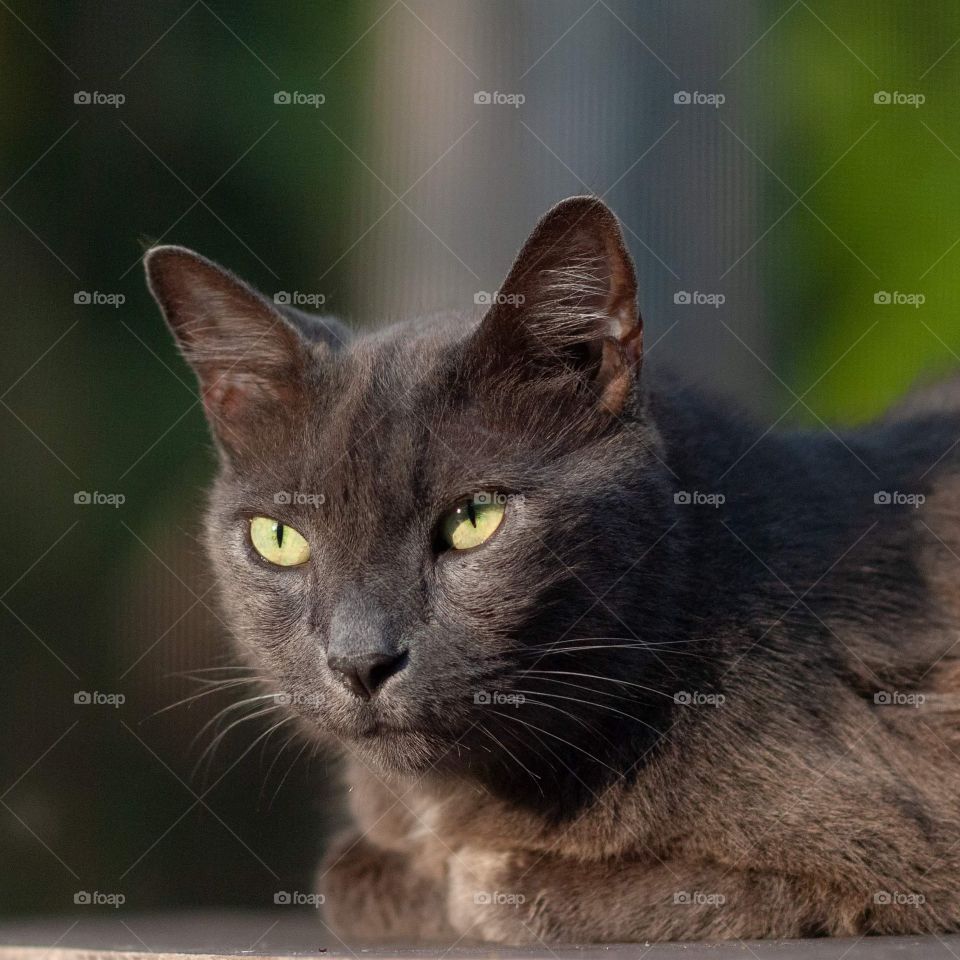 front half of beautiful dark smokey gray cat with green eyes sitting in the sun with a blurred forest background
