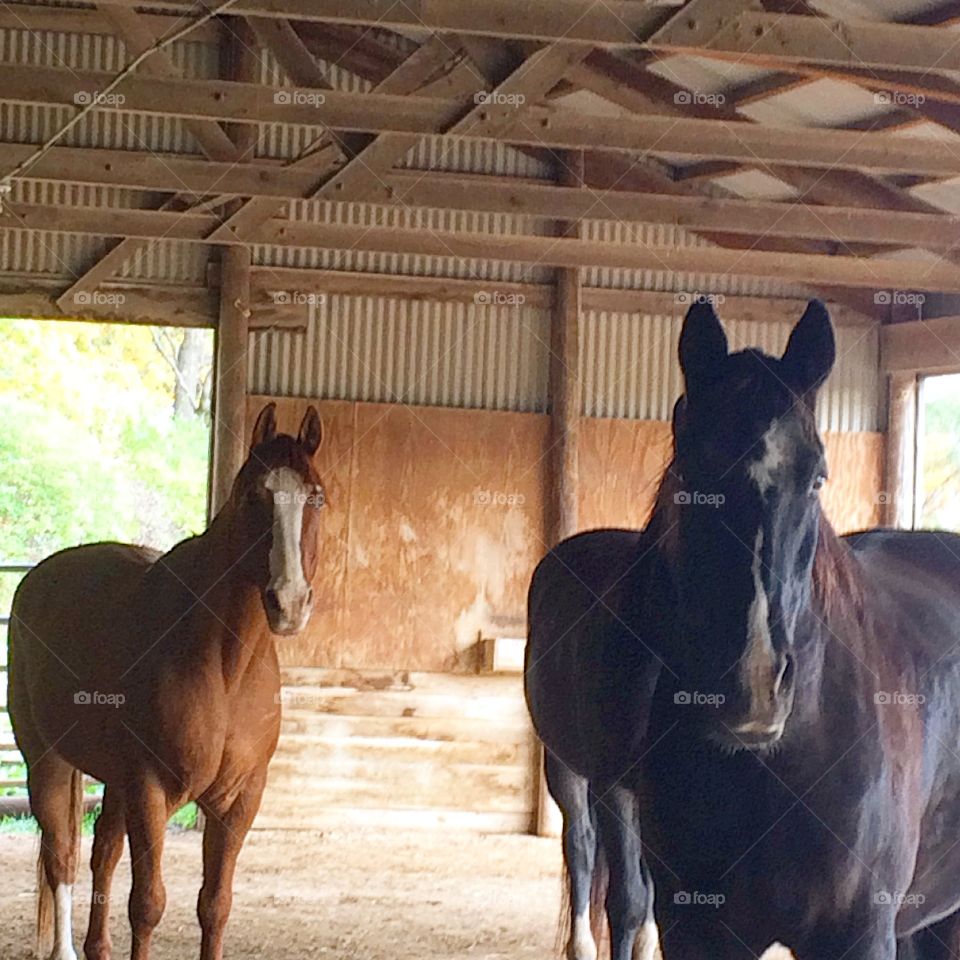 My beautiful buddies at the stable 
