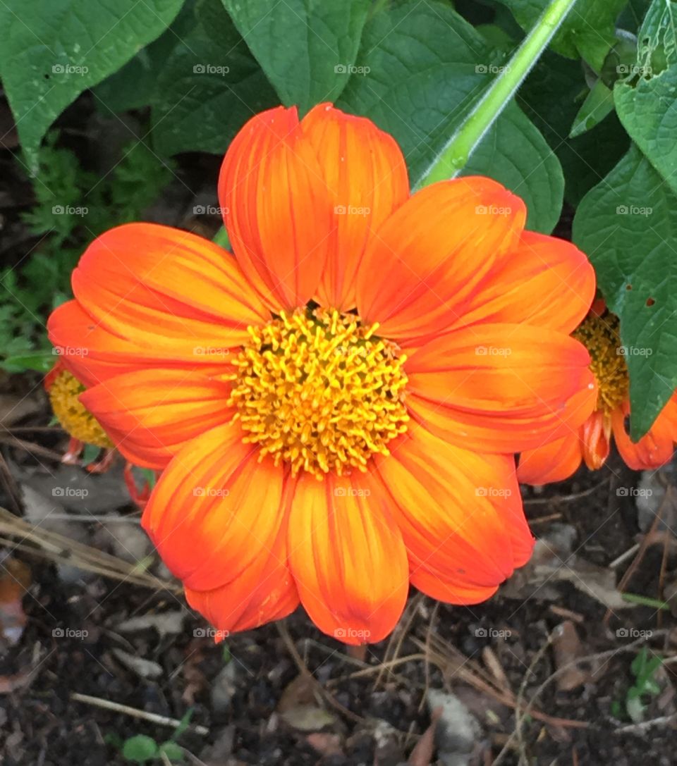 Orange flower