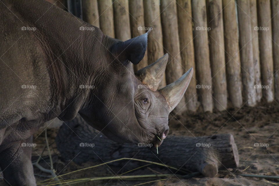 Beautiful rhino 