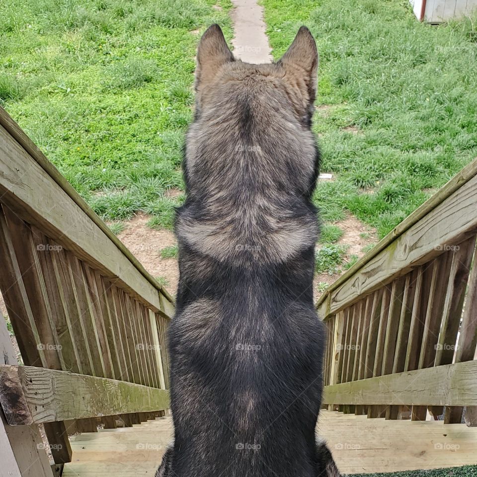 Kujo Bossin'
AKC Registered Siberian Husky
What a great shot!
Insta: howling_winds_siberians