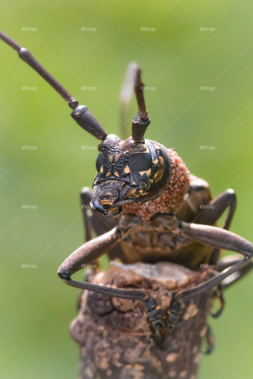 longhorned beetle with her eggs on the neck