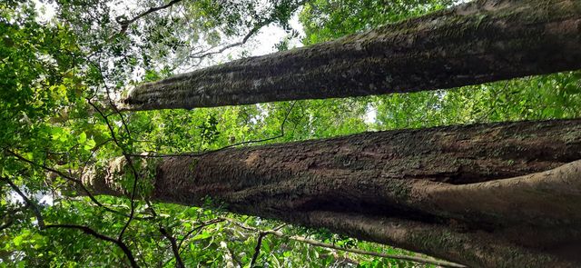 Beautiful  Forest Straight  form Google  Photos
