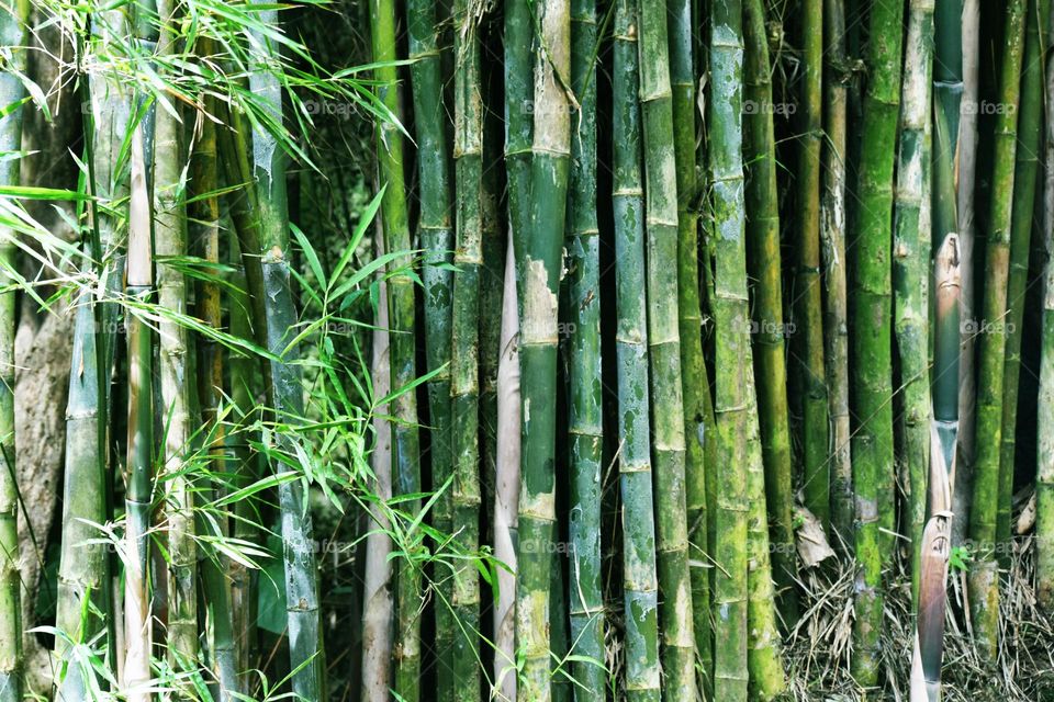 green bamboo tree line for background