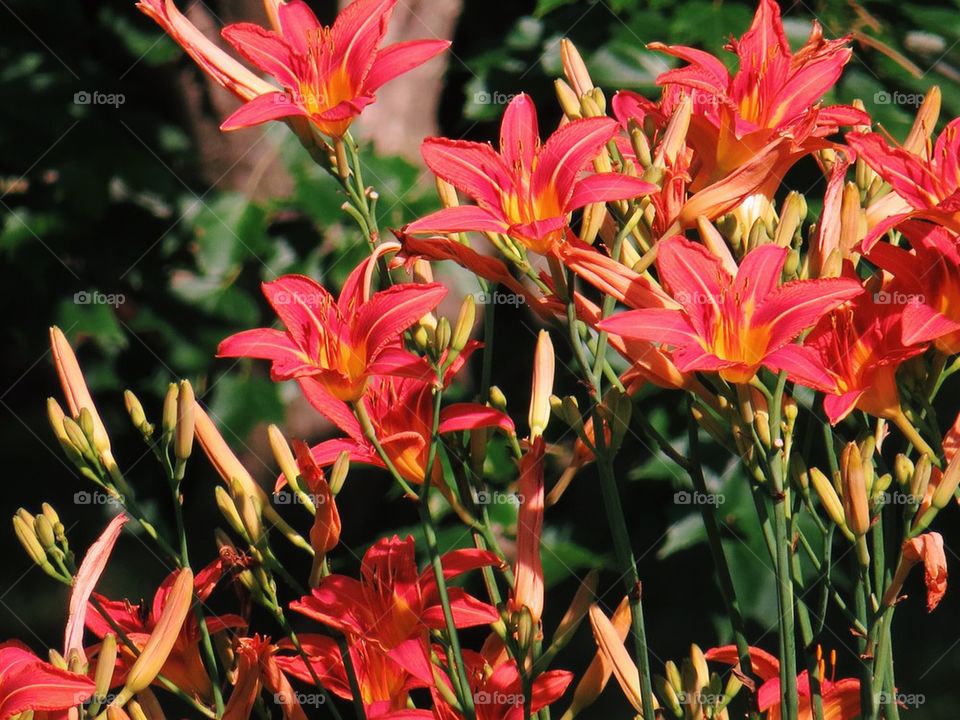 Warm Summer Flowers