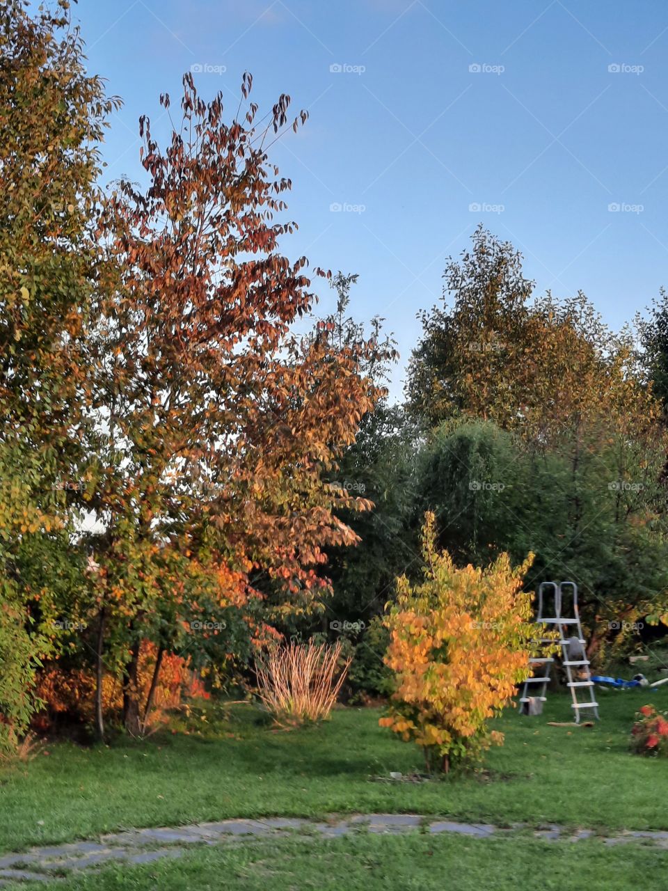 autumn colours in the evening garden