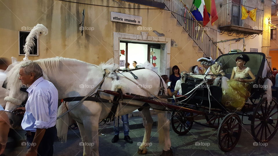 carrozza horse