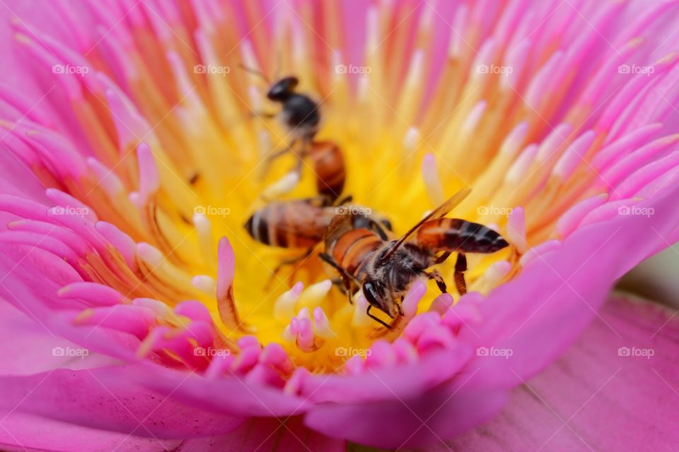 Bee are finding honey in the beautiful lotus
