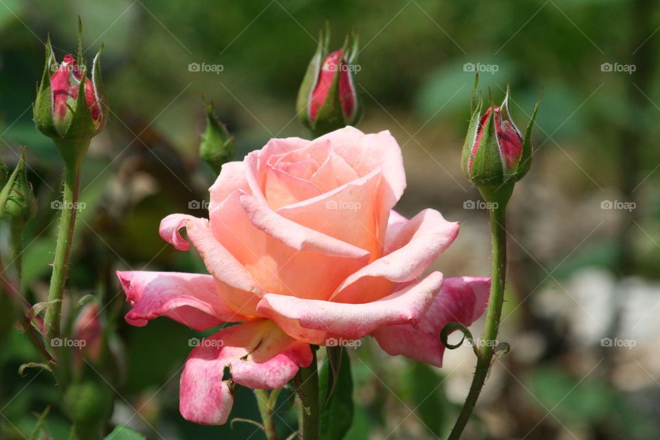 Pink Rose