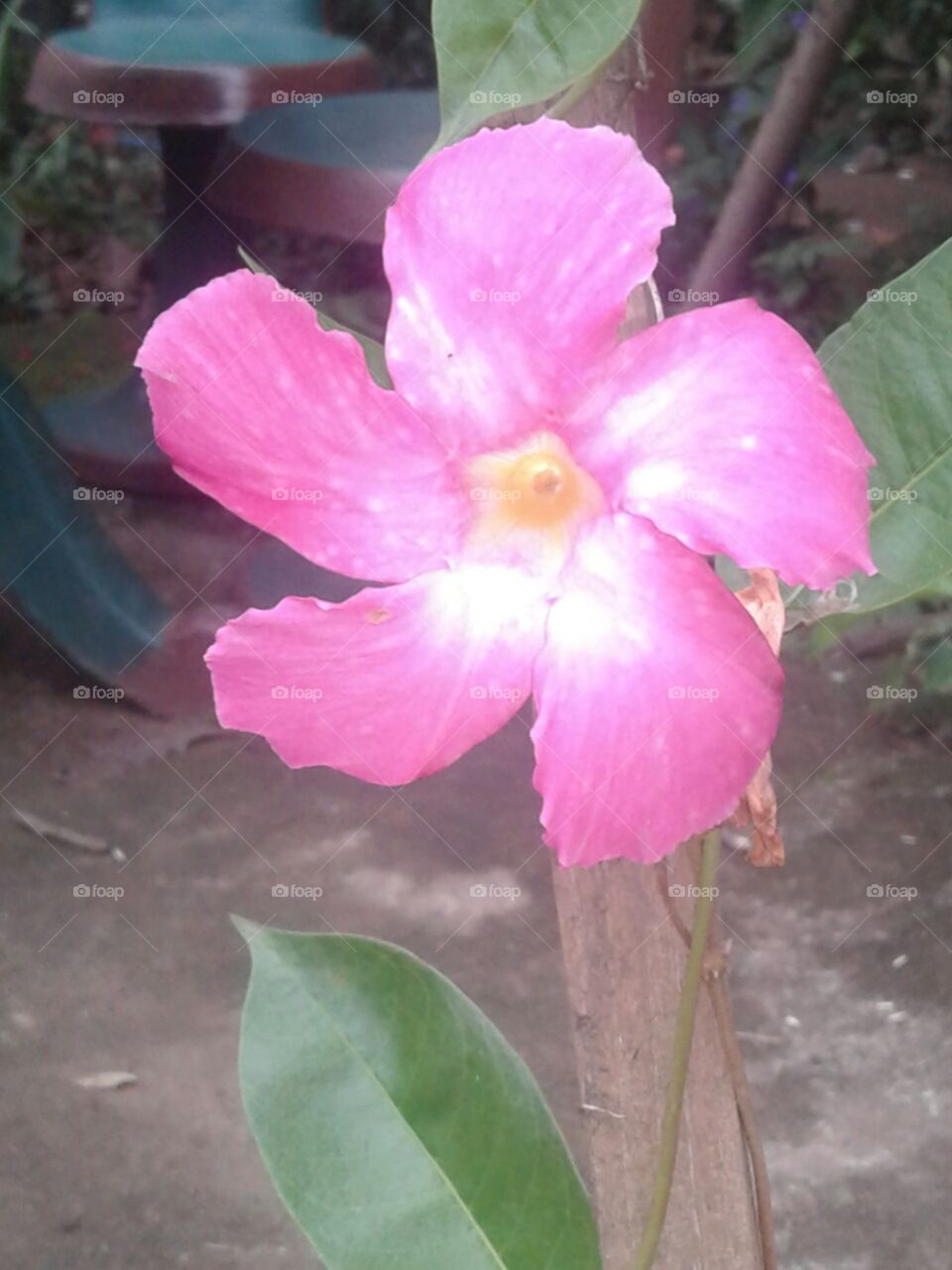 Flower