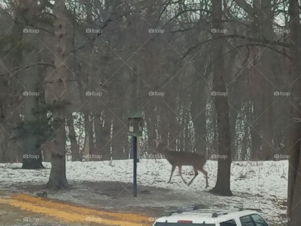 Tree, Winter, Snow, Road, No Person