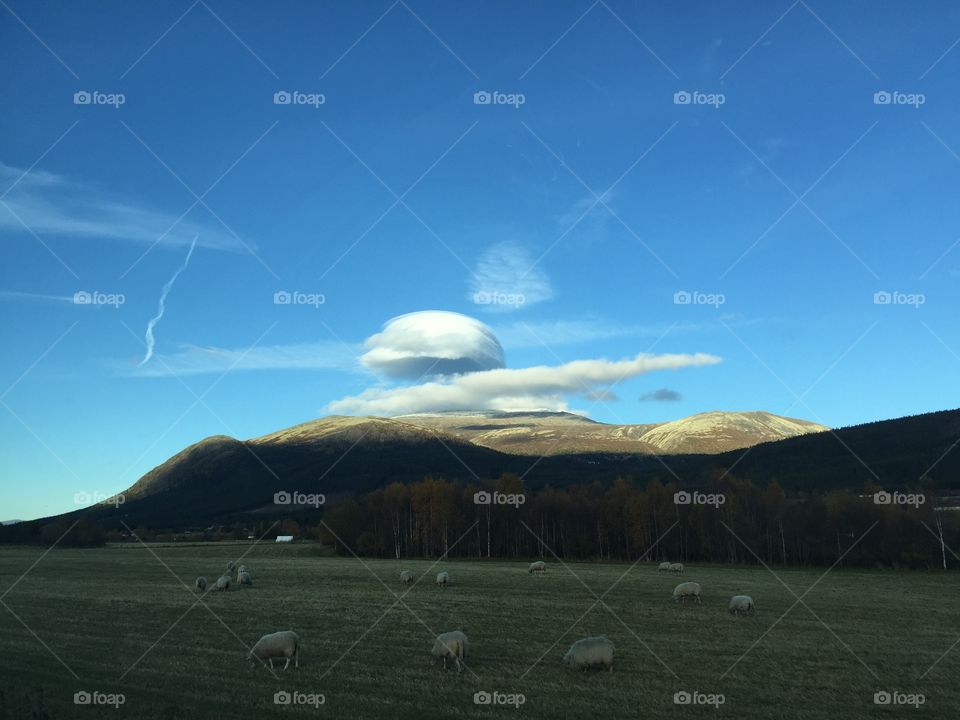 Group of sheeps grazing in field
