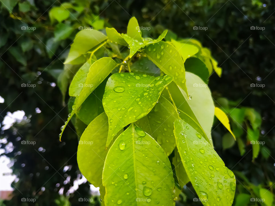 Rain drops falling on tree green leaves.in Rajasthan India