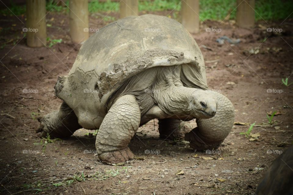 Giant turtle Mauritius 