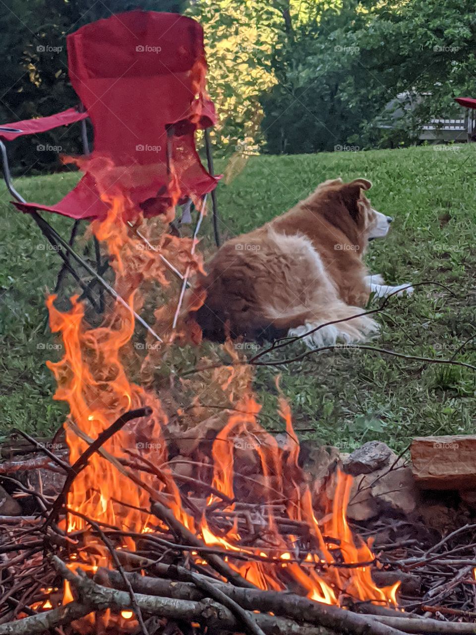 bonfire and lazy dog