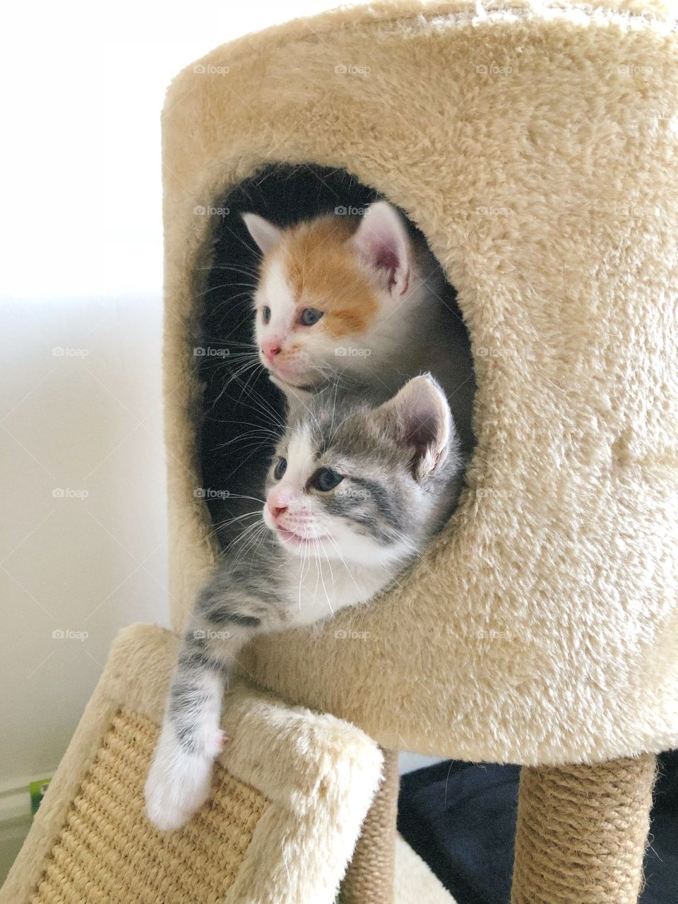 Ginger and white kitten with his grey and white brother.