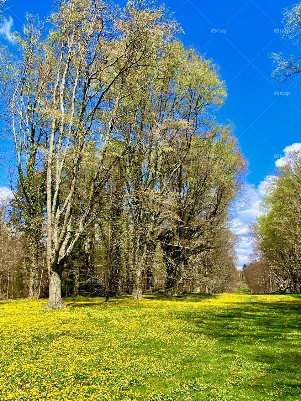 Field of buttercups, springtime 