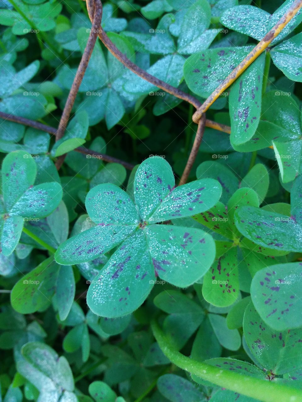 Just some clovers after a rainy day.