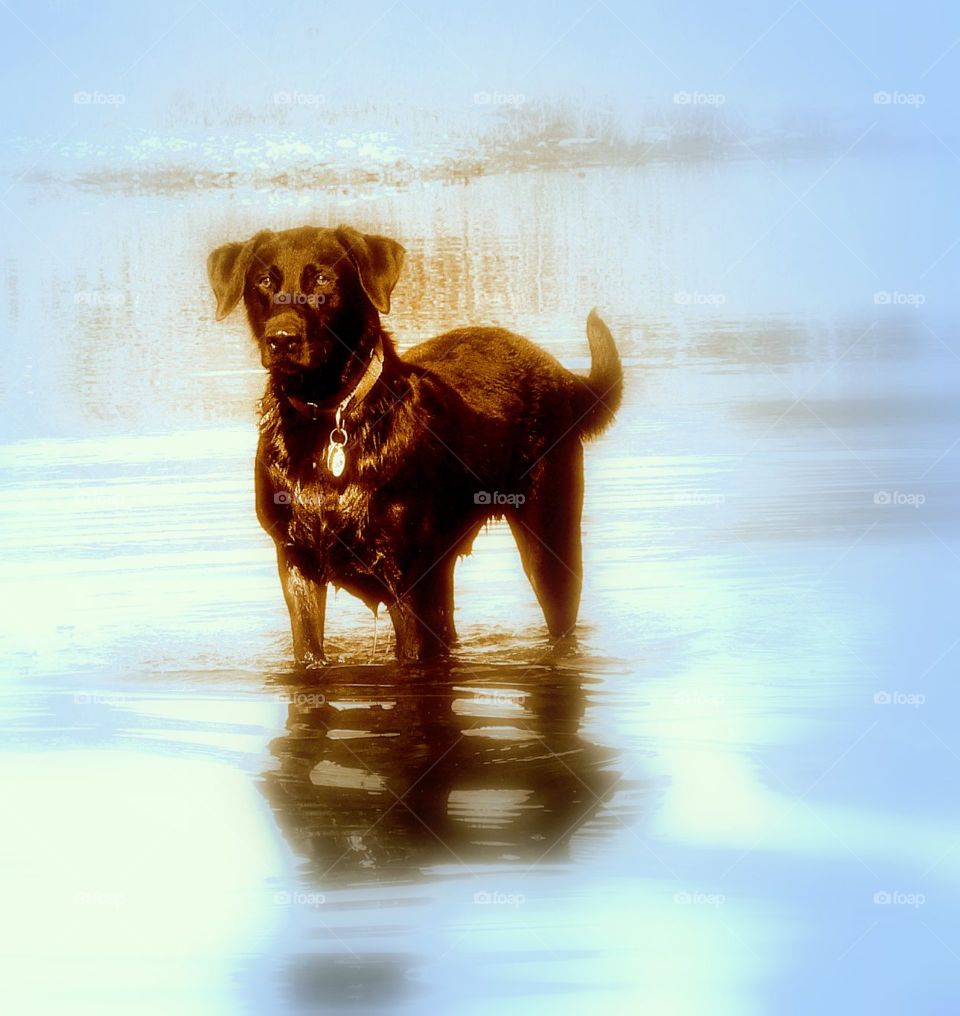 Black and blue dog scape. A black lab plays in a blue lake 
