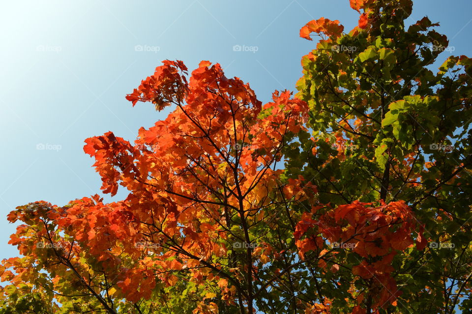 Low angle view of autumn trees