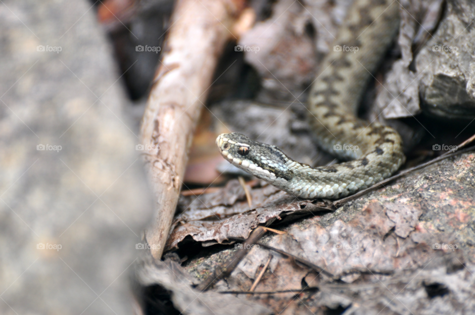forest animal eye leaf by hkjohan
