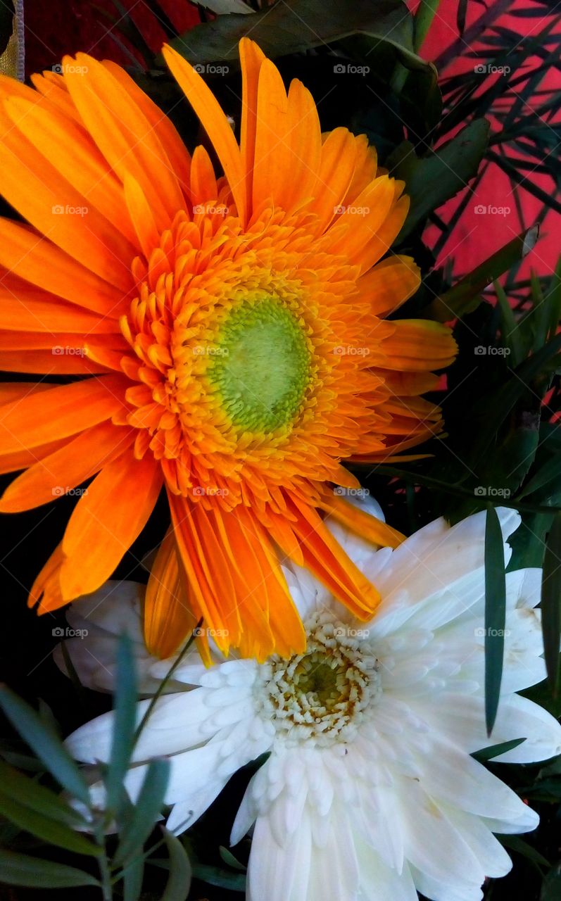  Beautiful  GERBERA flowers