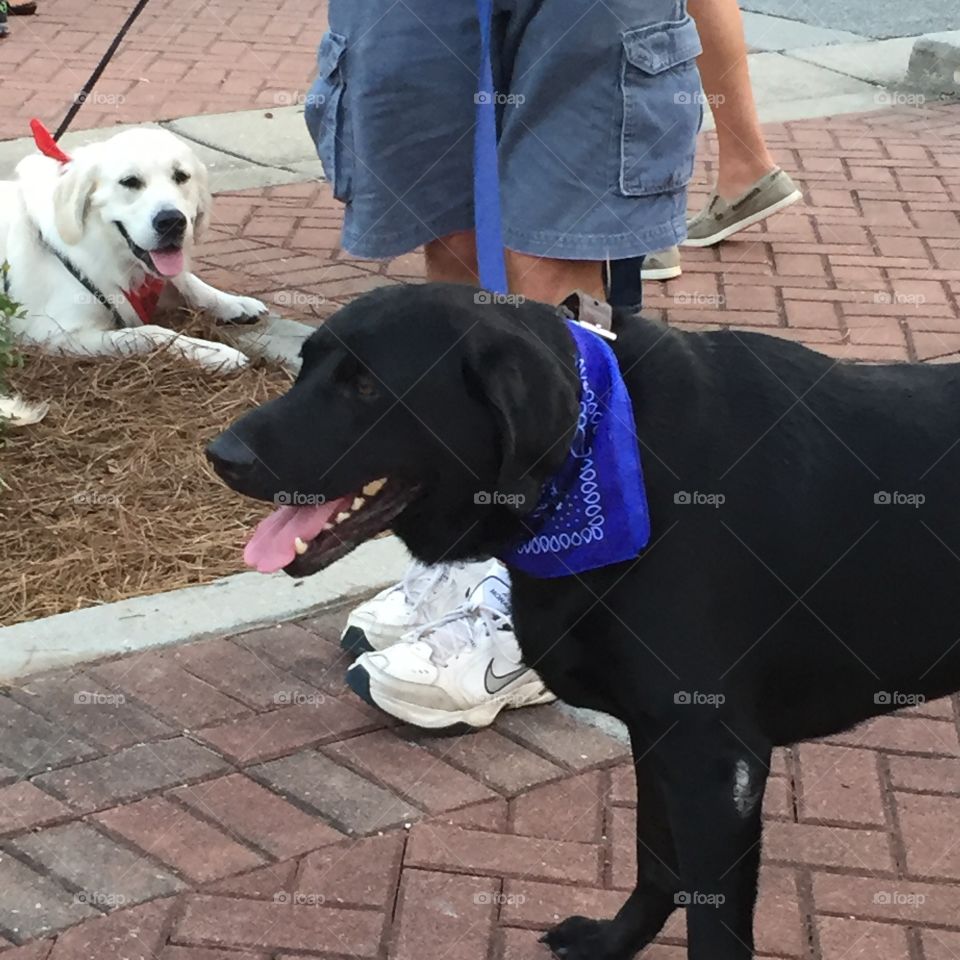 Dog in park