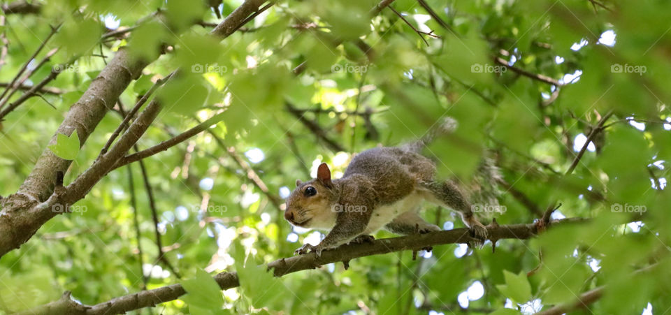 Squirrel walking along a tree branch