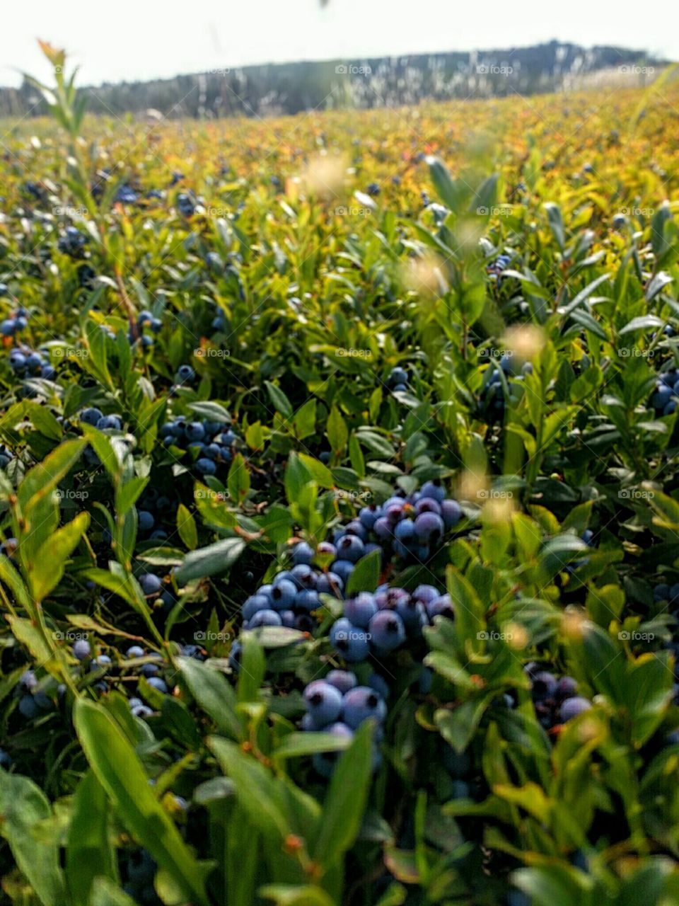 Blueberry Field