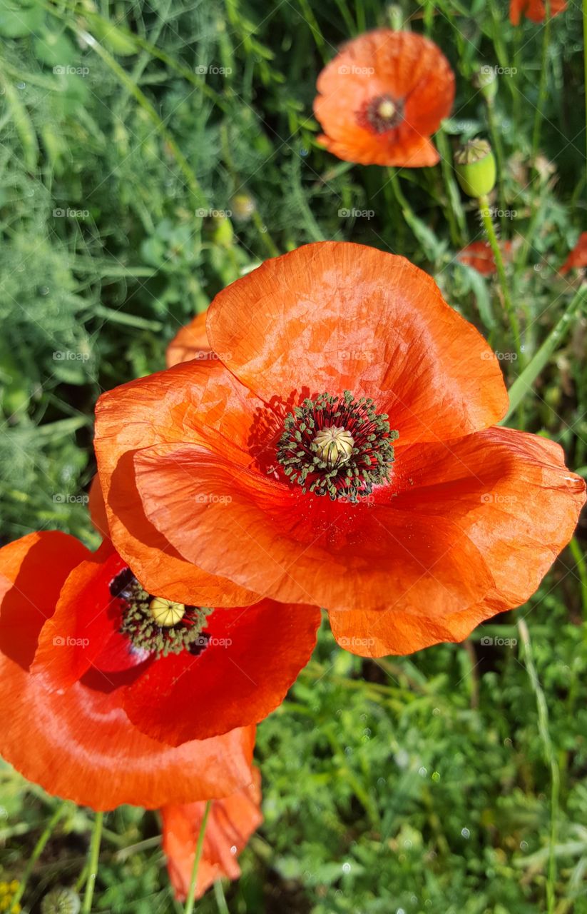 Poppy Focus