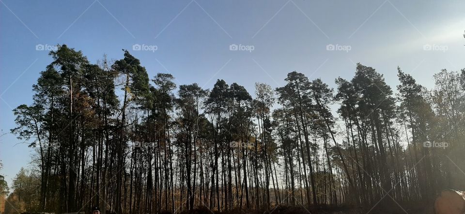 Trees on the blue sky with sunray