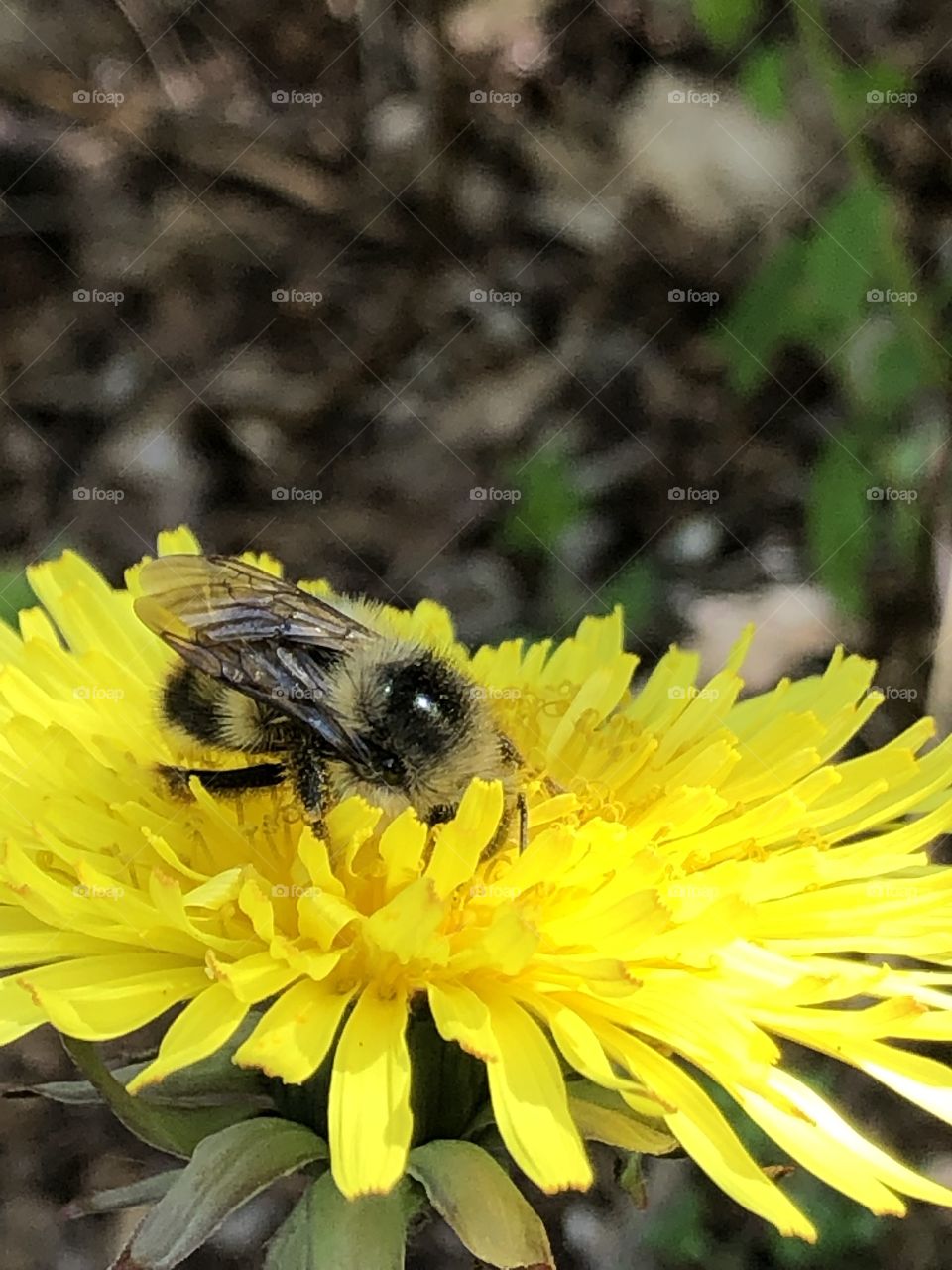 Bumble bee 