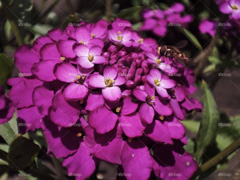 Macro photo of flower growing in the garden