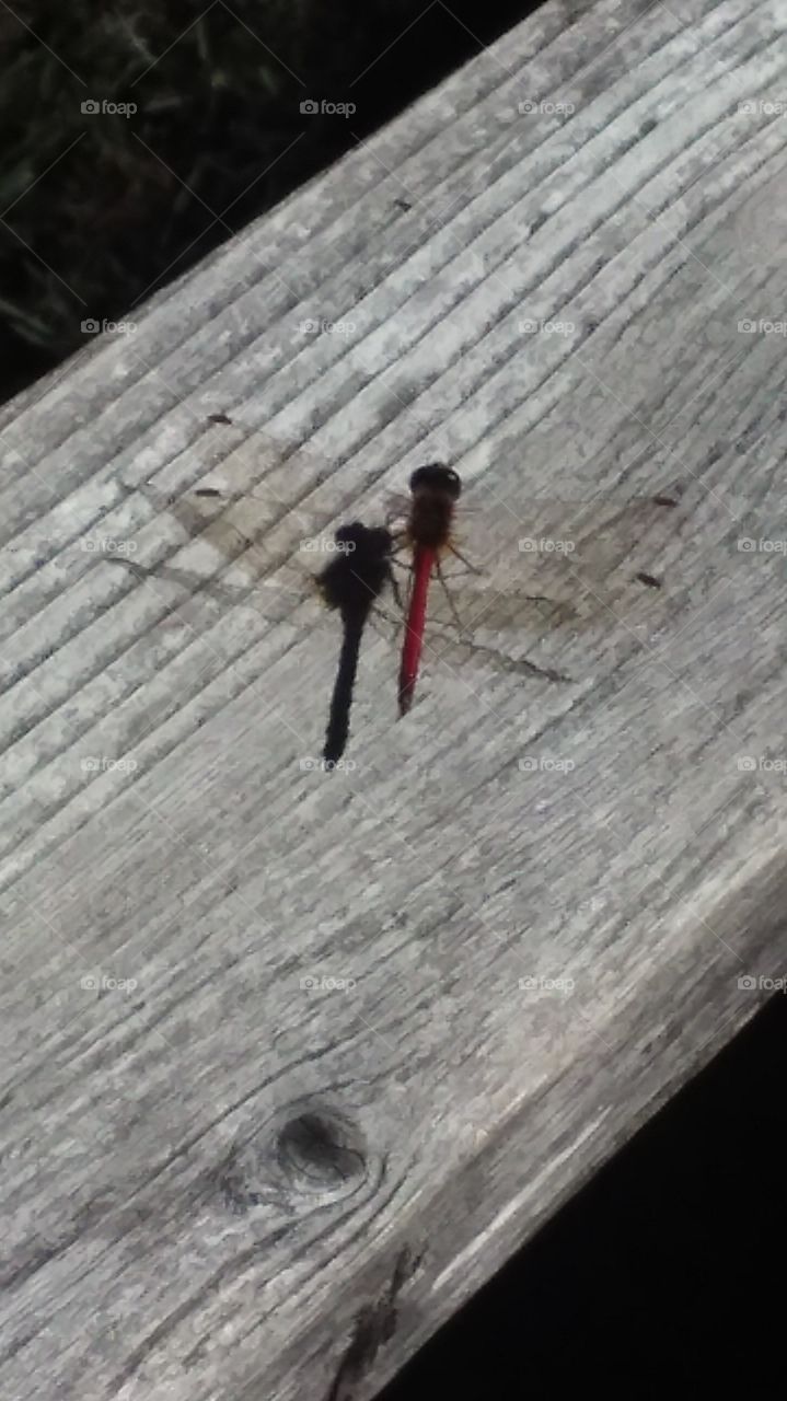 A dragonfly and his shadow