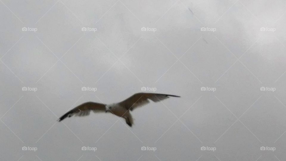 Seagull in the storm