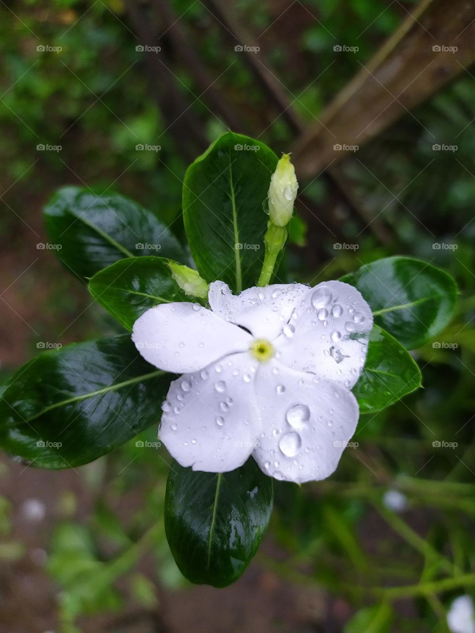 white nayantora flower plant and flower