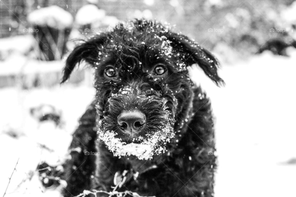 Murphy in the snow