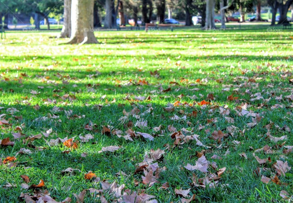 Flower, Garden, Leaf, Flora, Nature